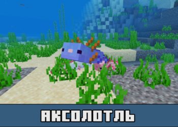 Аксолотль в Майнкрафт 1.16.230.56