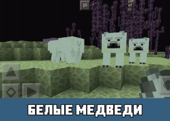 Белые медведи Minecraft PE